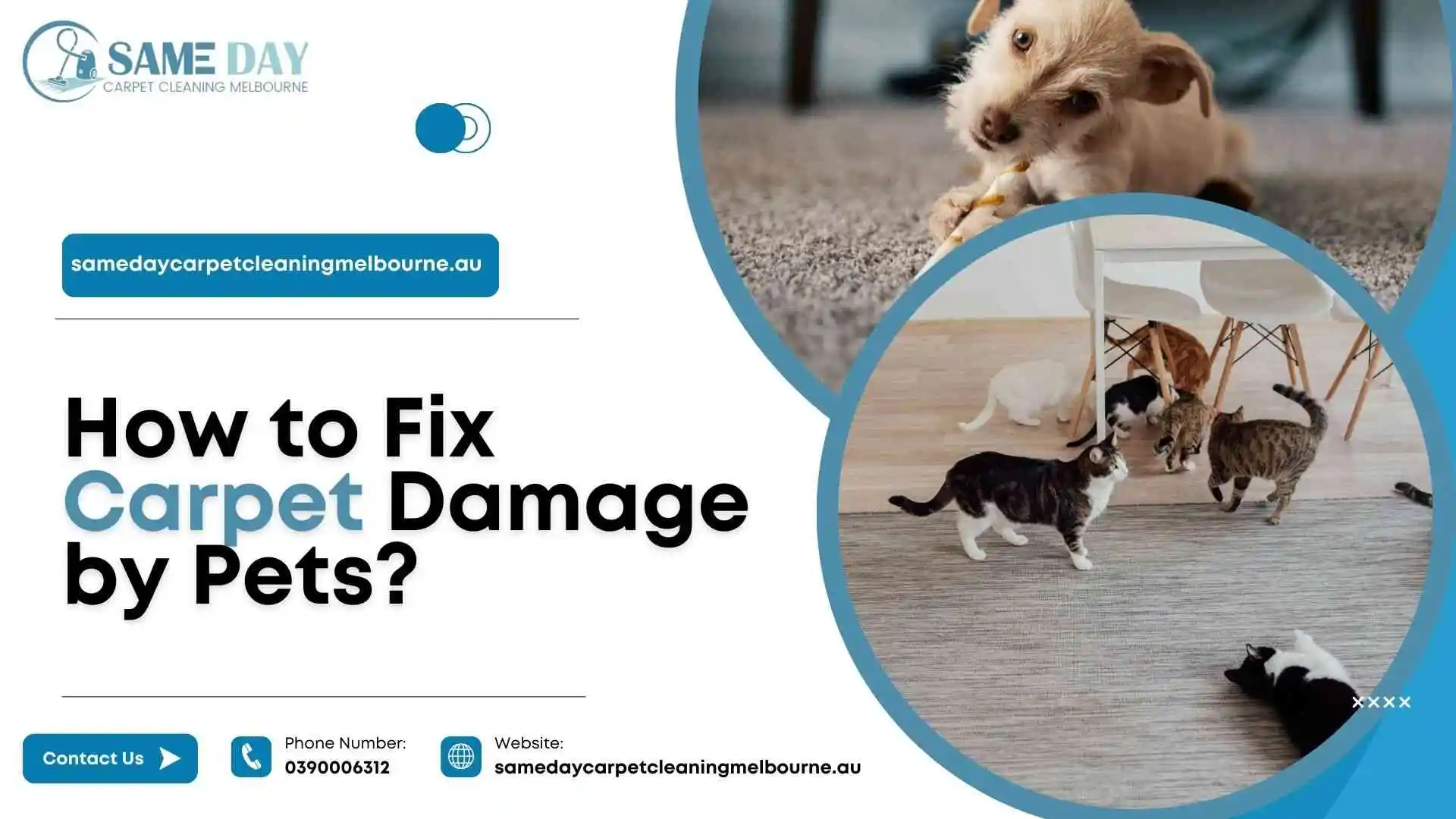 How to Fix Carpet Damage by Pets?